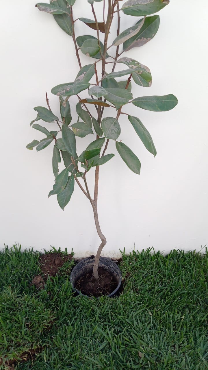 Árbol para instalación en área verde