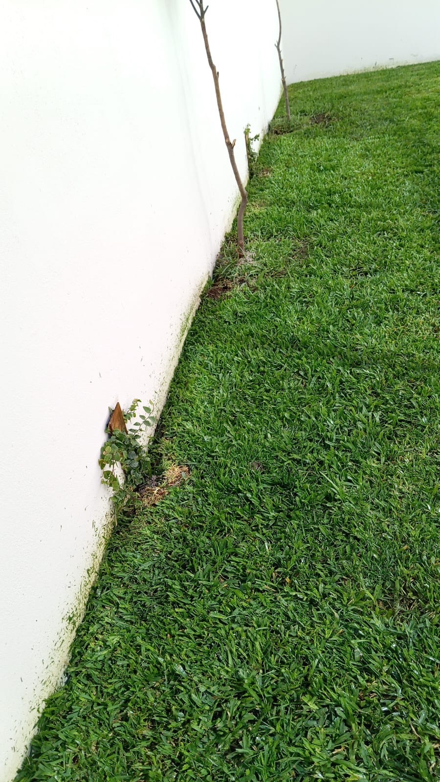 Área verde con pasto