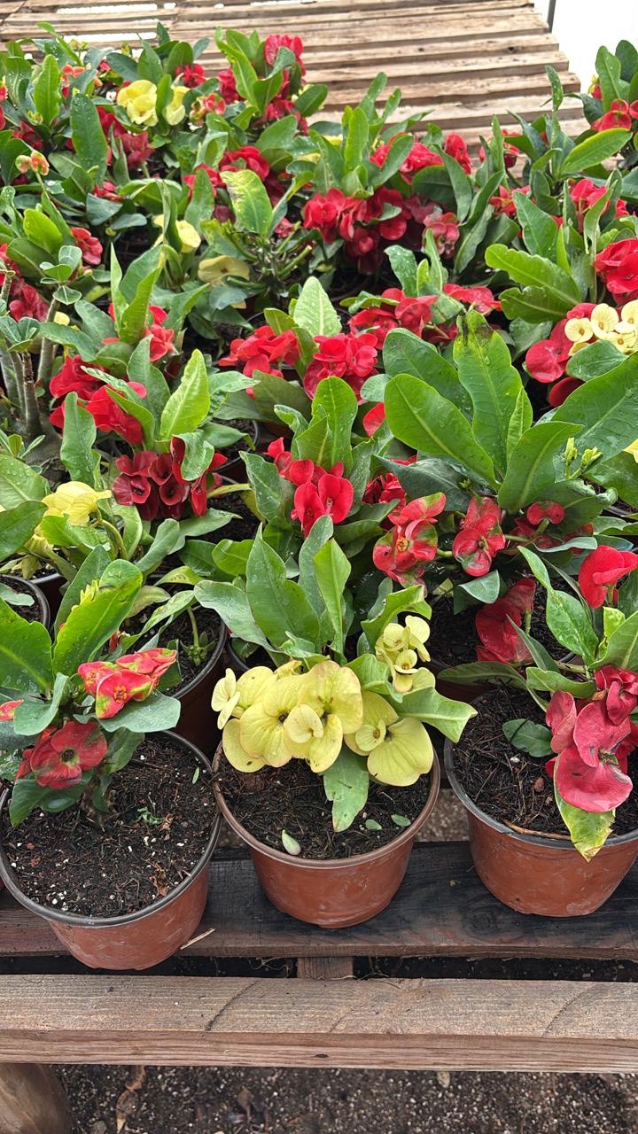 Plantas ornamentales